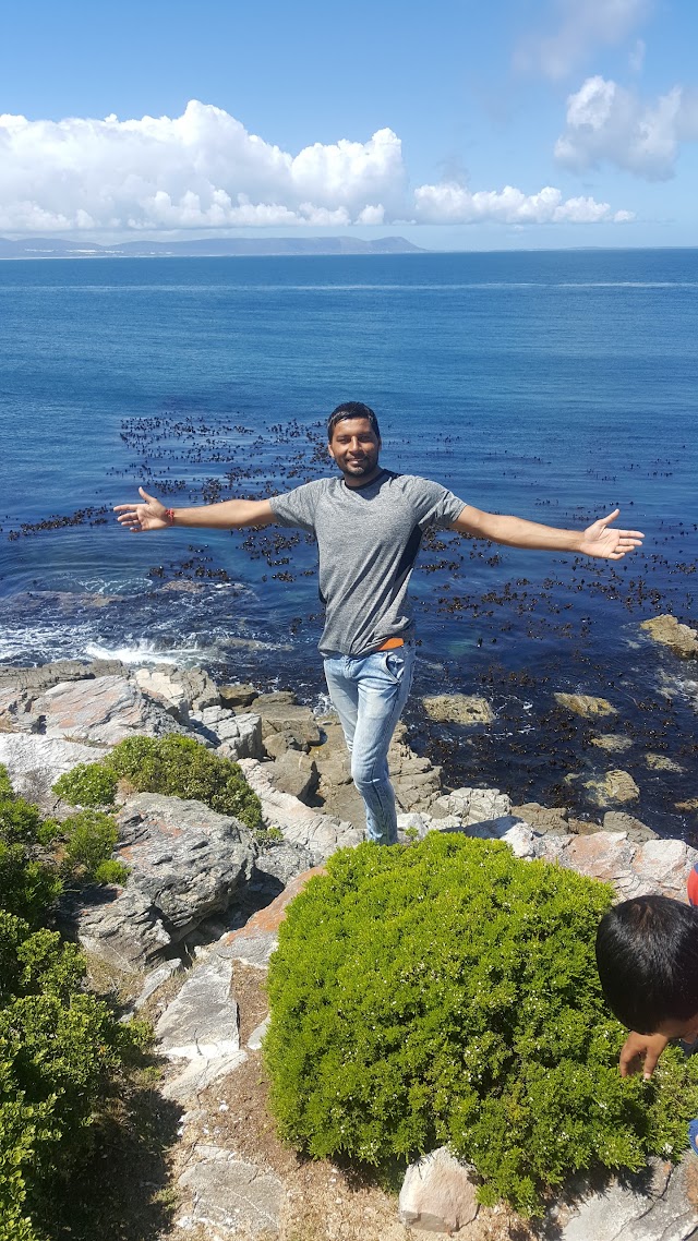 Hermanus Whale Cruises