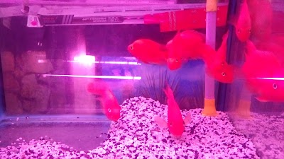 Photos of DJ Aquarium
