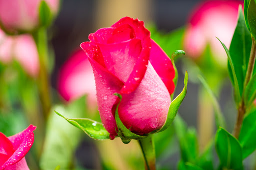 Appleblossom Florist & Gifts - Thumbnail