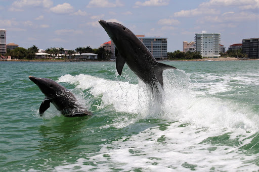 Saltwater Magic Boat Tours Gallery - United States