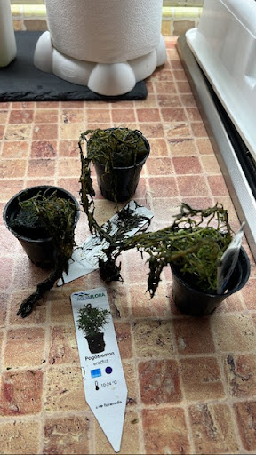 Premiumbuces - Tienda Online de Plantas de Acuario y Terrario - Thumbnail