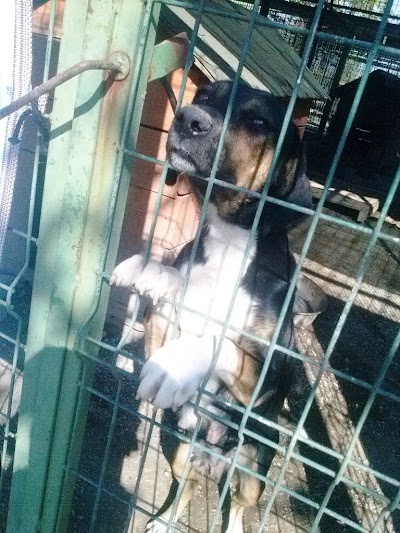 Photos of Osmanabad Animal Shelter