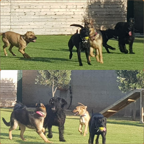 Opinii despre K-nine Professional Dog Training Services în Κρωπία - Εκπαιδευτής σκύλου