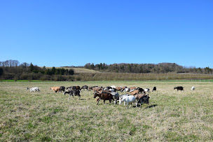 Photo n°30 de La Ferme du P'tit Ban-Houé - Chèvrerie, Maraîchage, Epicerie Locale à Chaillon (Maraîcher)
