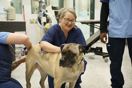 Boundary Bay Veterinary Specialty Hospital Gallery - United States