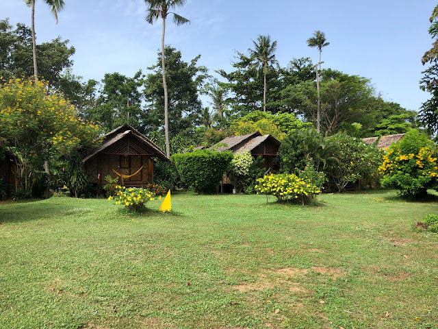 Andaman Sunflower by null