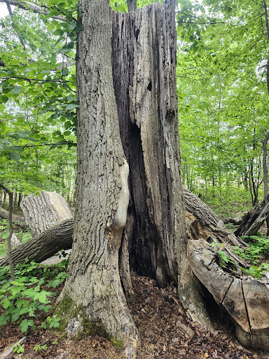 Reidsville Jaycee Park Greenway - Thumbnail