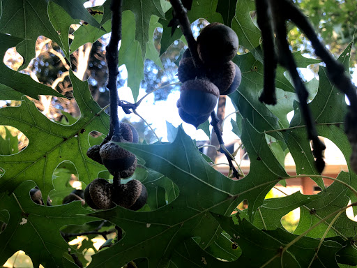 Sequoia Farms Park - Thumbnail