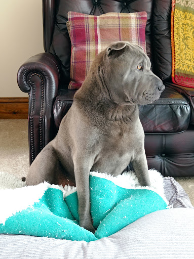 Life Of Riley - Pet Bakery & Boutique Gallery - United Kingdom