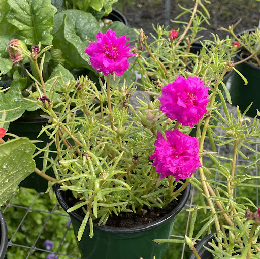 mi Esperanza Garden