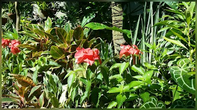 Photos of Sandani Plant Nursery