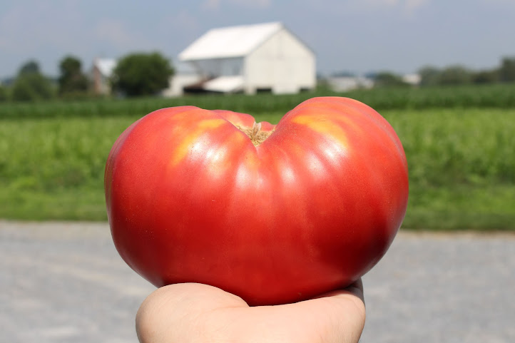 Lancaster Farm Fresh Cooperative by null