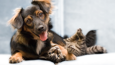 Photos of Newtown Veterinary Center
