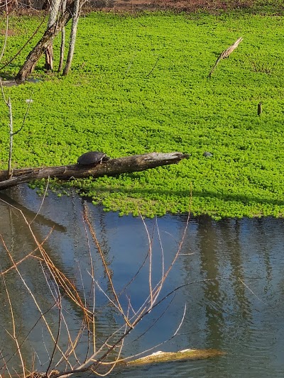 Murfree Spring Wetlands