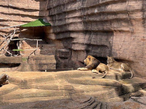 The Lion King