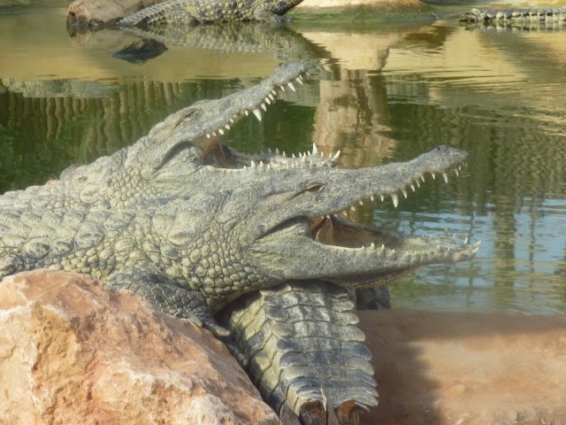 La Ferme Aux Crocodiles