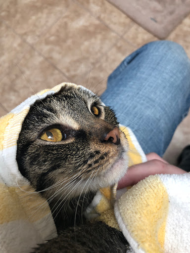 Meisels Animal Hospital - Thumbnail