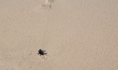 Photos of Kite Beach - Sal Cape Verde