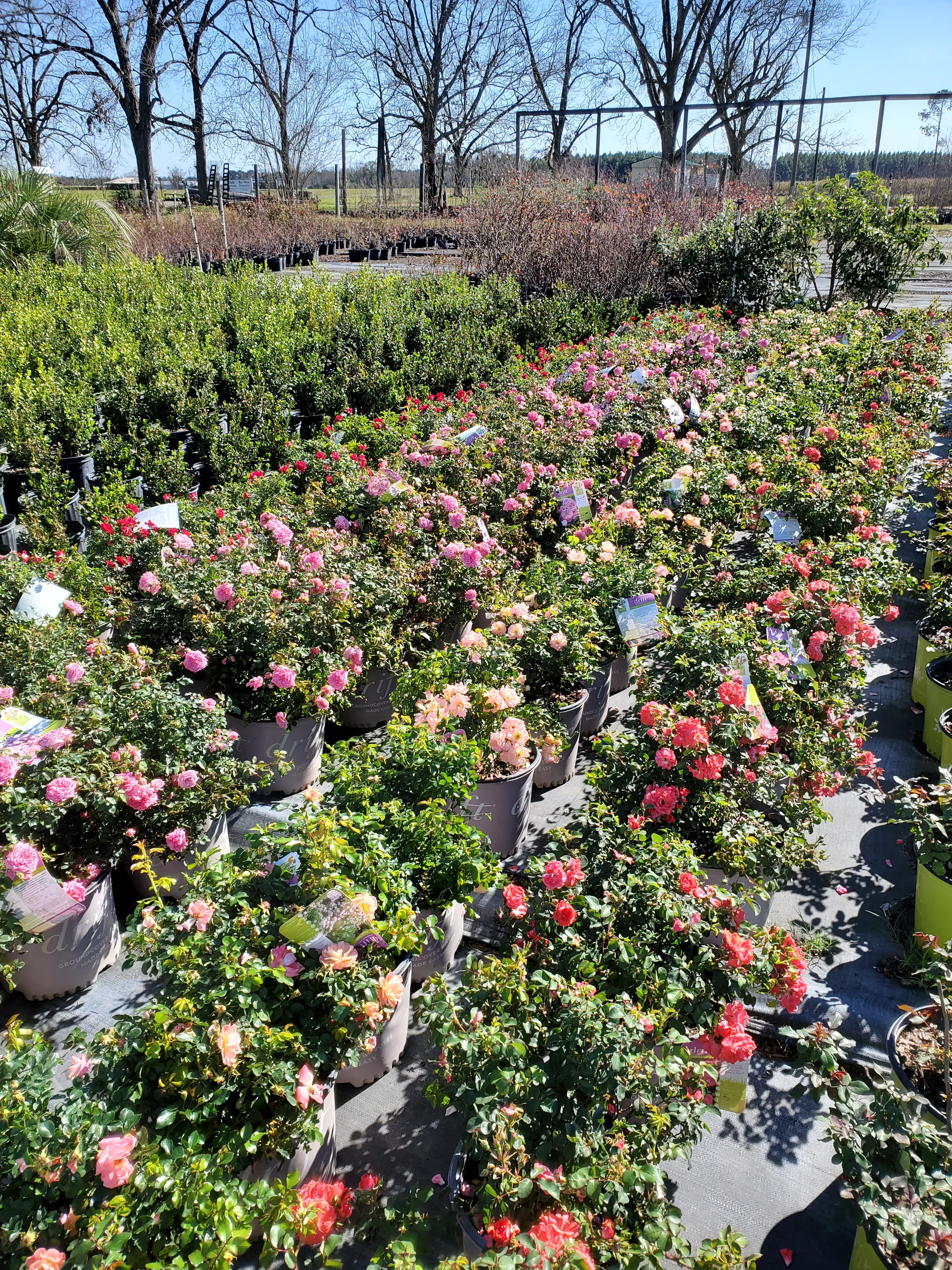 Wade Blueberry Nursery