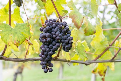 Azienda Vitivinicola Ca Trifolera