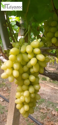 Ποταμιά Αρκούδα Μουλκίου, Κιάτο 202 00