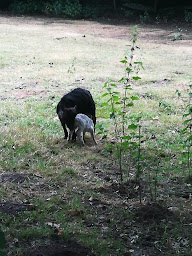 Photo n°11 de Parc Animalier Chez Dame Nature à Meslan (Ferme pédagogique)