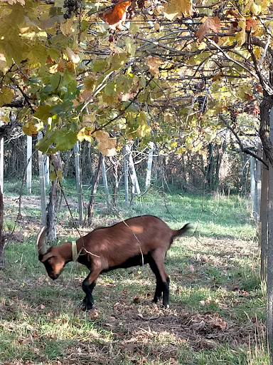 Pantasema Social Farm - Thumbnail