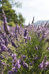 Photo n°37 de L'Essentiel de Lavande à La Bégude-de-Mazenc (Magasin de cosmétiques)