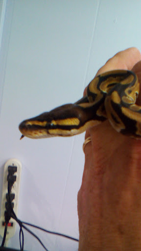 Schmidts pets and more - Thumbnail