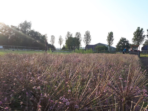 Peerdeman Flowers