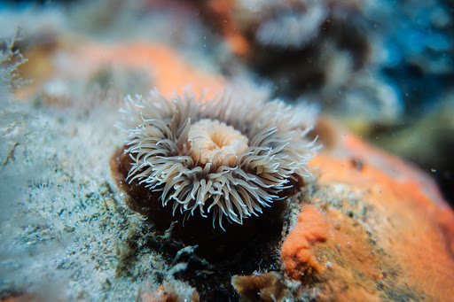 Good Life Divers - Thumbnail