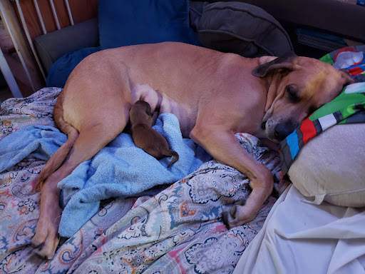 Poulsbo Animal Clinic - Thumbnail