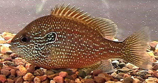 Jonahs Aquarium - Visual