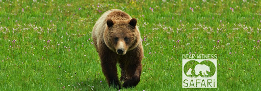 Bear Witness Safari