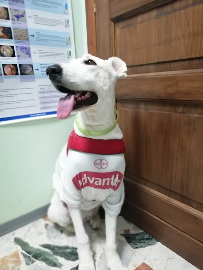 Ambulatorio Veterinario Dr. Guerricchio Annamaria