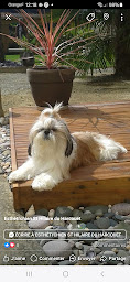 Photo n°1 de Esthéti'Chien à Saint-Hilaire-du-Harcouët (Toiletteur)