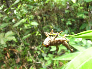 Tambopata Tours 0