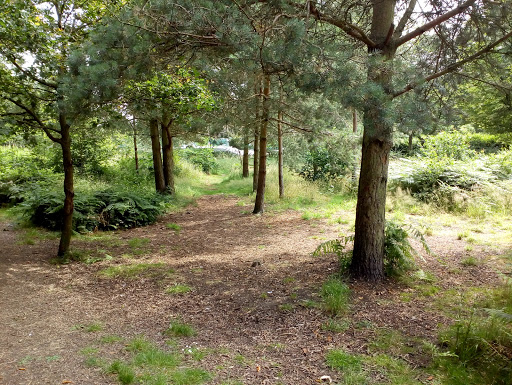 Wildlife Area At Hednesford Park - Thumbnail