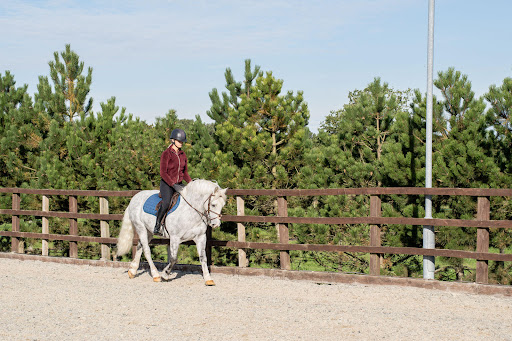 Kings Bounty Equine Practice Gallery - United Kingdom