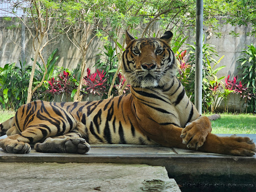 Samui Aquarium & Tiger Zoo - Thumbnail