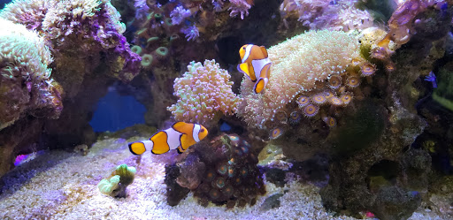 Acuario Splas'h - Thumbnail