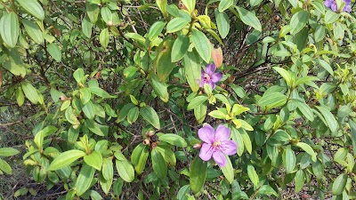 Photos of Diyasaru Park, Thalawathugoda