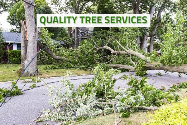 Quality Tree Services
