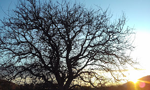 Photo n°15 de Domaine de Kanthaka (Caval'essence) à Montmirat (Centre équestre)