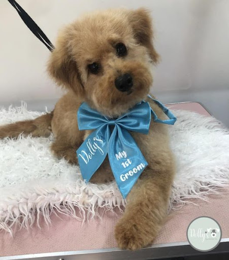 Dolly's Dog Grooming & Spa
