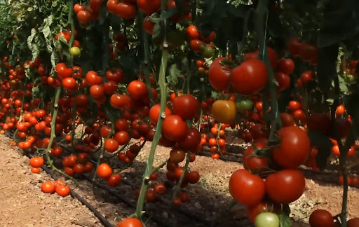 Kaplan Tarım Köyceğiz/Muğla