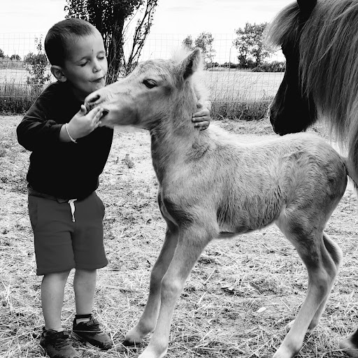 Le Cocon du Marais Poney-club. - Thumbnail