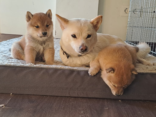 Hotel para perros Centro Canino La Senda