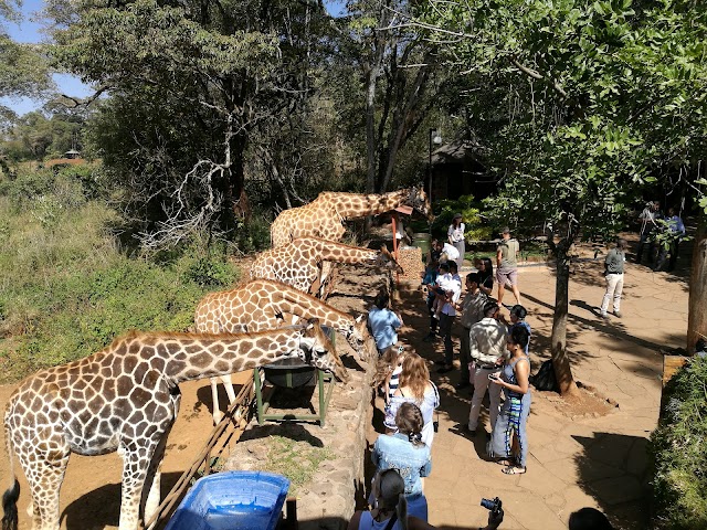 Giraffe Centre