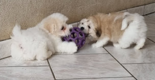 Photo n°15 de Elevage Canin des Hirondelles du Voyage à Gugney-aux-Aulx (Éleveur de chiens)